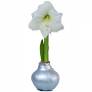 Waxed Amaryllis - with White Bloom