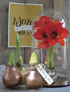 Waxed Amaryllis - with Red Bloom